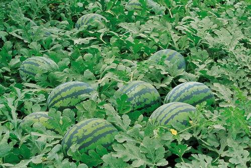 娱乐园八卦吃瓜大全